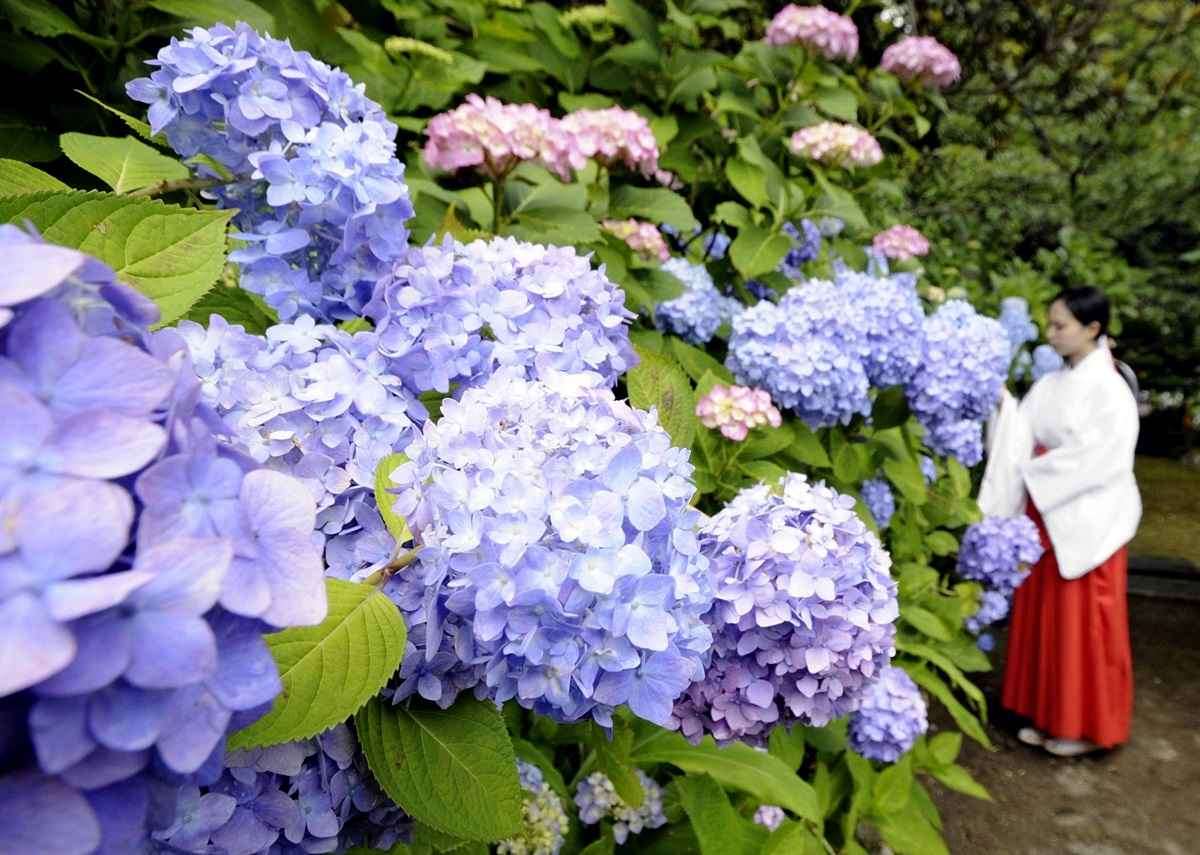 Kumano Nachi Taisha සිද්ධස්ථානය සරසන හයිඩ්‍රේන්ජා මල් 