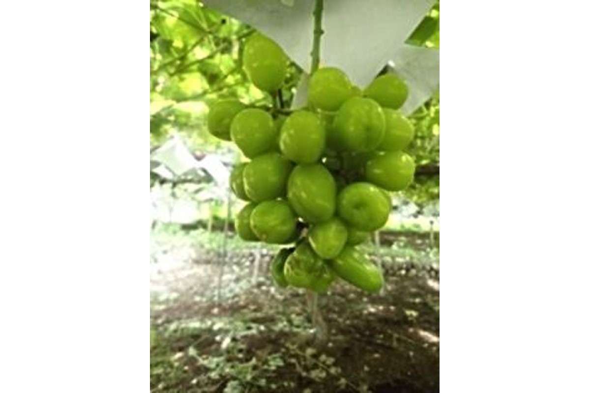 ෂයින් මස්කට් මිදි අස්වැන්න පහළට