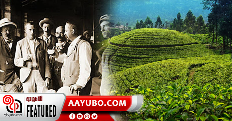 ශ්‍රී ලාංකීය තේ වගාවේ නියමුවාණන්...