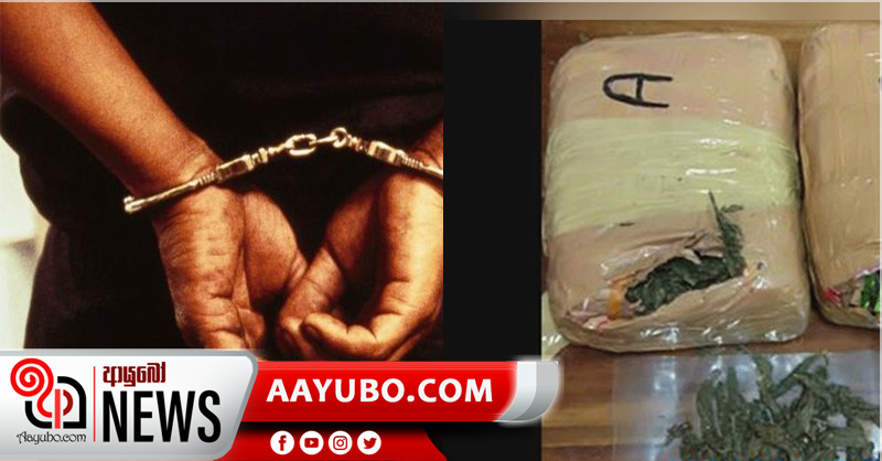 කේරළ ගංජා සහ කහ තොගයක් සමග සිව්දෙනෙක්  අත්අඩංගුවට