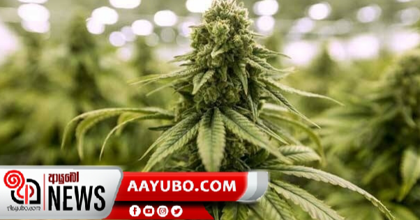 කොරෝනා වලක්වන්න "කංසා" වලට හැකිද ?