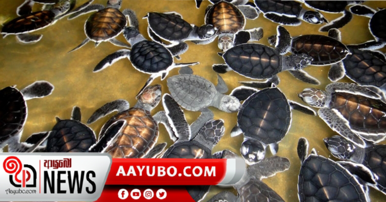 නාවික හමුදාව කැස්බෑවන් 32 ක් බේරා ගනියි 