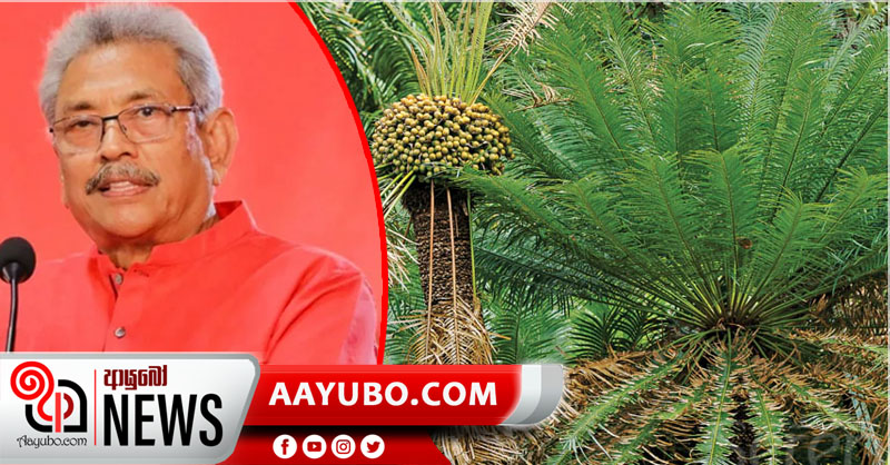 කටුපොල් වගාව නතර කරන්නැයි ජනපතිගෙන් උපදෙස්