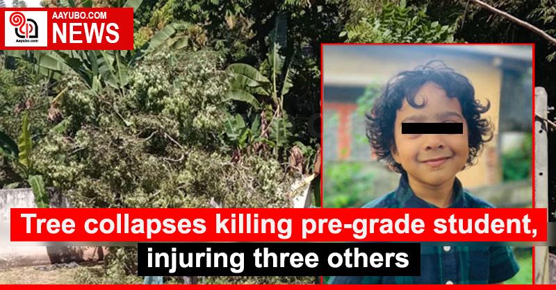 Tree collapses killing pre-grade student, injuring three others