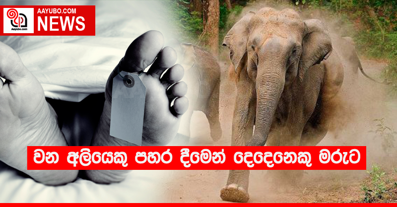 වන අලියෙකු පහර දීමෙන් දෙදෙනෙකු මරුට