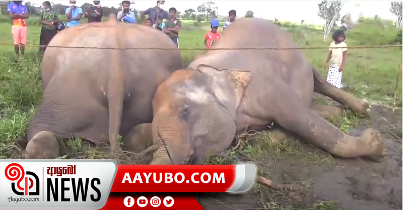 විදුලි සැර වැදී කවුඩුල්ලේ වන අලි දෙදෙනෙකු මරුට