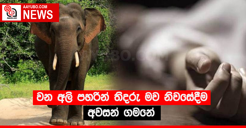 වන අලි පහරින් තිදරු මව නිවසේදීම අවසන් ගමනේ