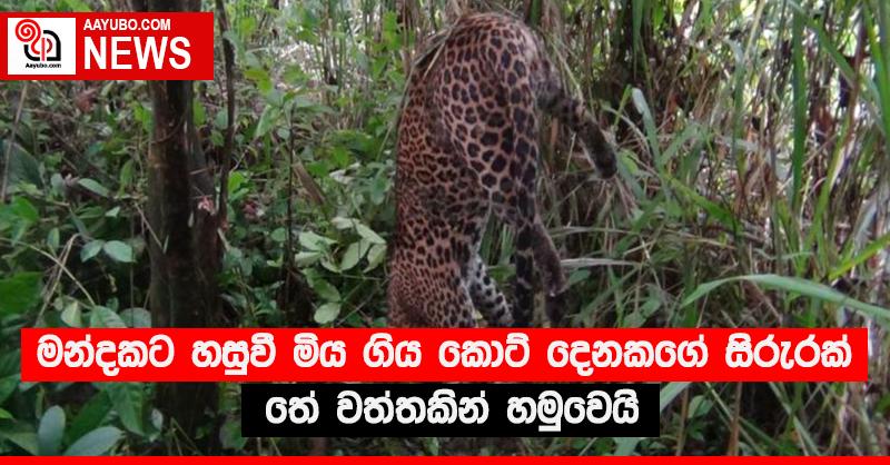 මන්දකට හසුවී මිය ගිය කොටි දෙනකගේ සිරුරක් තේ වත්තකින් හමුවෙයි