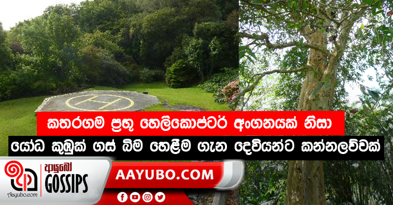 කතරගම ප්‍රභූ හෙලිකොප්ටර් අංගනයක් නිසා යෝද කුඹුක් ගස් බිම හෙළීම ගැන දෙවියන්ට කන්නලව්වක් 