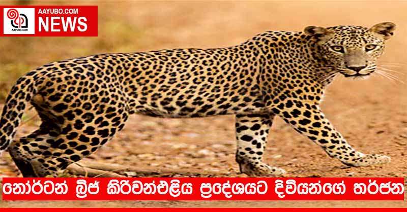 නෝර්ටන් බ්‍රිජ් කිරිවන්එළිය ප්‍රදේශයට දිවියන්ගේ තර්ජන