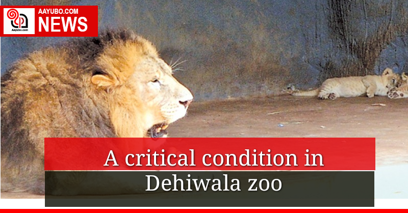 A critical condition in Dehiwala Zoo