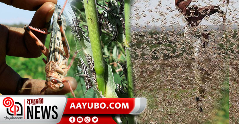 කාෙරෝනා අස්සේ ලංකාව තවත් අනතුරක; අප්‍රිකාව වැනසූ කාන්තාර පළගැටියන් ලංකාවටත්? 