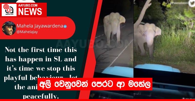 අලි වෙනුවෙන් පෙරට ආ මහේල
