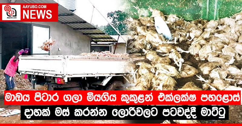 මාඔය පිටාර ගලා මියගිය කුකුළන් එක්ලක්ෂ පහළොස් දාහක් මස් කරන්න ලොරිවලට පටවද්දී මාට්ටු