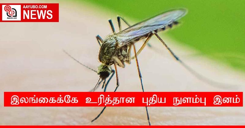இலங்கைக்கே உரித்தான புதிய நுளம்பு இனம்