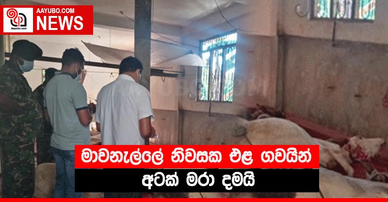 මාවනැල්ලේ නිවසක එළ ගවයින් අටක් මරා දමයි
