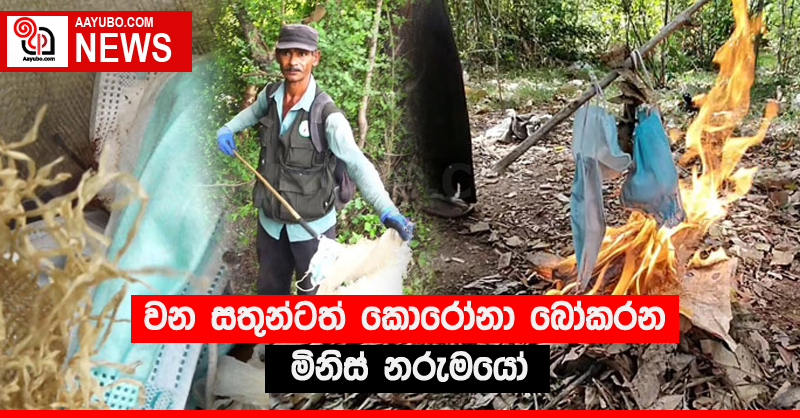 වන සතුන්ටත් කොරෝනා බෝකරන මිනිස් නරුමයෝ
