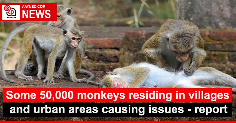 Some 50,000 monkeys residing in villages and urban areas causing issues 