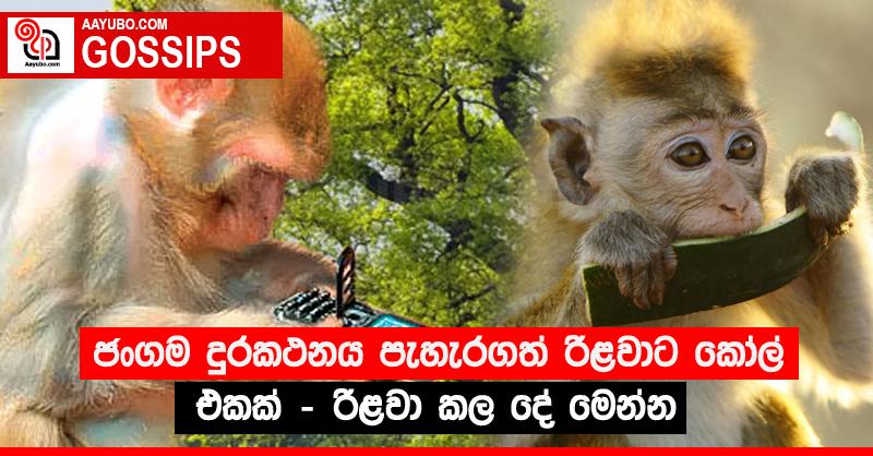 ජංගම දුරකථනය පැහැරගත් රිළවාට කෝල් එකක් - රිළවා කල දේ මෙන්න 