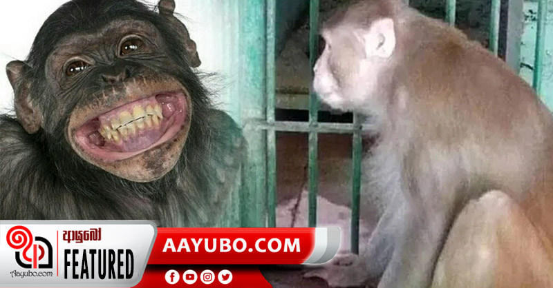 යලි කරලියට ආ බීමත් වඳුරා