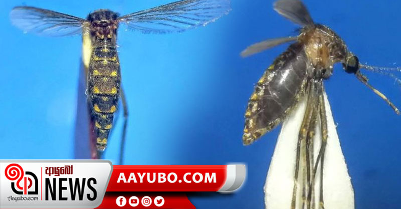 මොළයේ උණ බෝ කරන නව මදුරු විශේෂයක් ශ්‍රී ලංකාවෙන් !