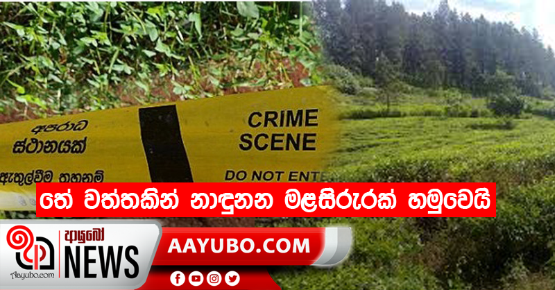 තේ වත්තකින් නාඳුනන මළසිරුරක් හමුවෙයි