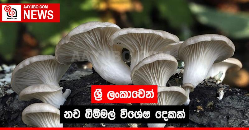 ශ්‍රී ලංකාවෙන් නව බිම්මල් විශේෂ දෙකක්