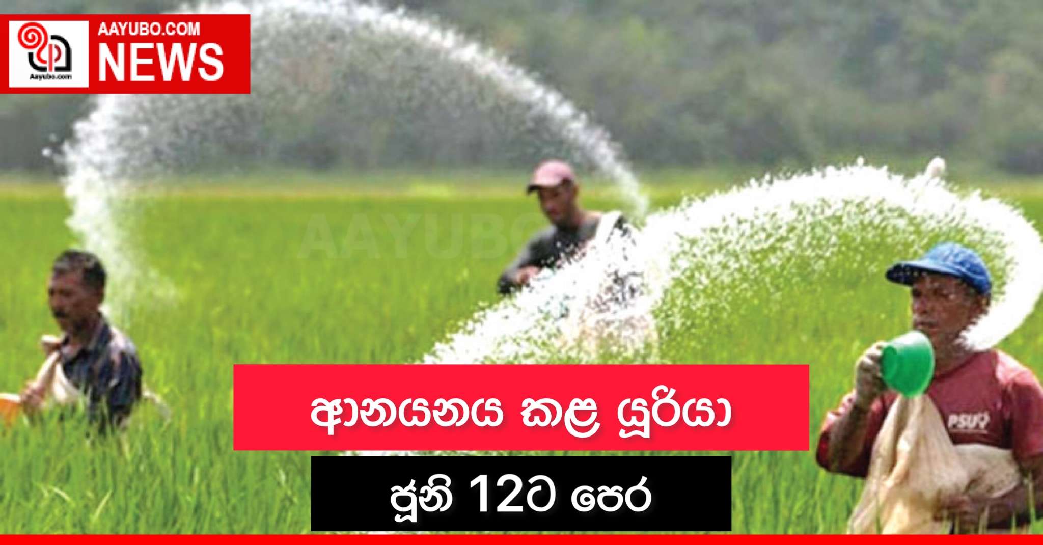 ආනයනය කළ යූරියා ජූනි 12ට පෙර