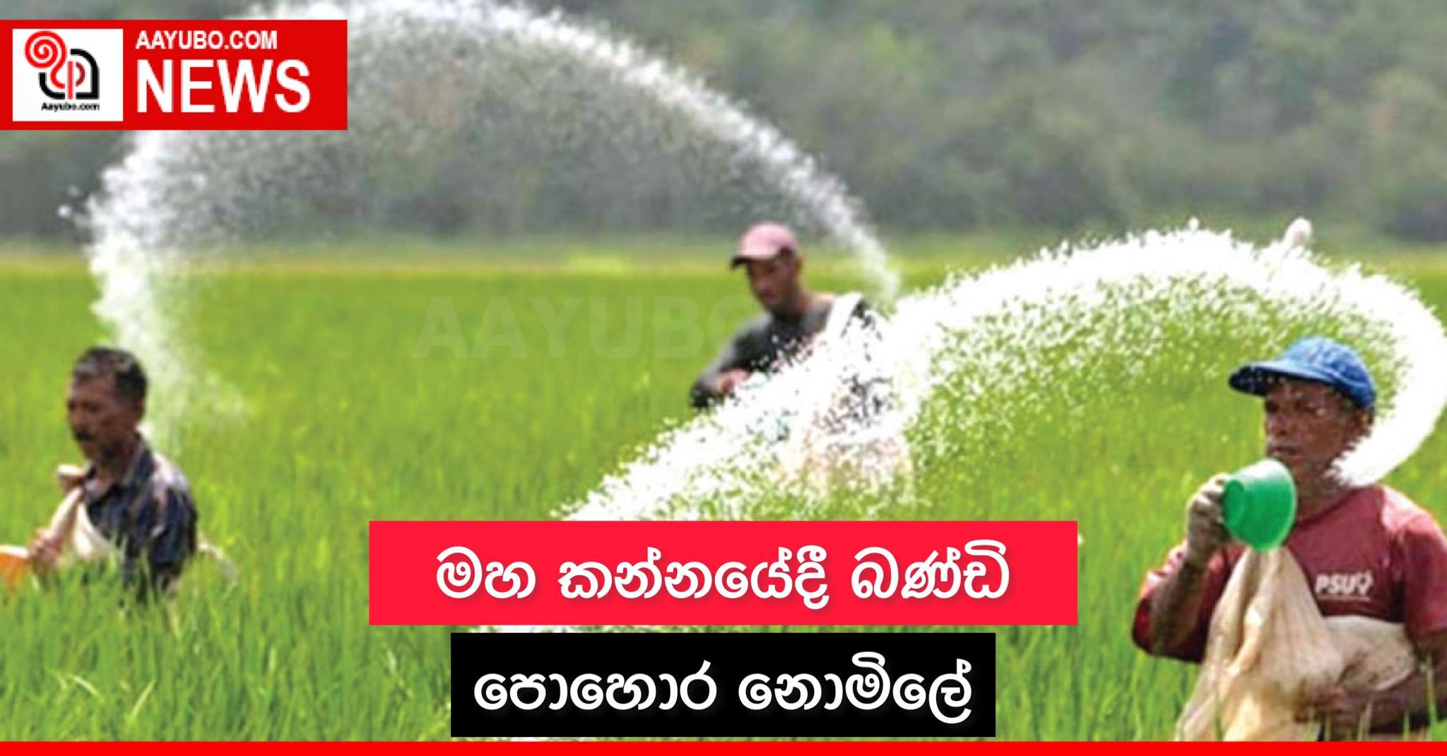 මහ කන්නයේදී බණ්ඩි පොහොර නොමිලේ