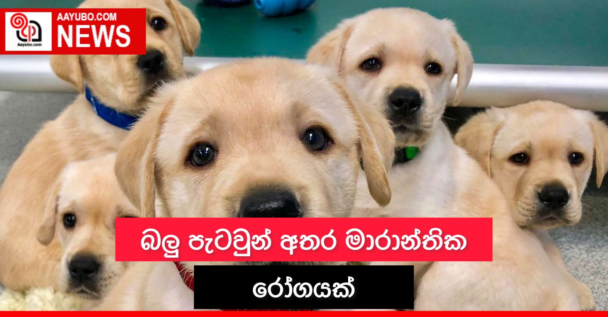බලු පැටවුන් අතර මාරාන්තික රෝගයක්