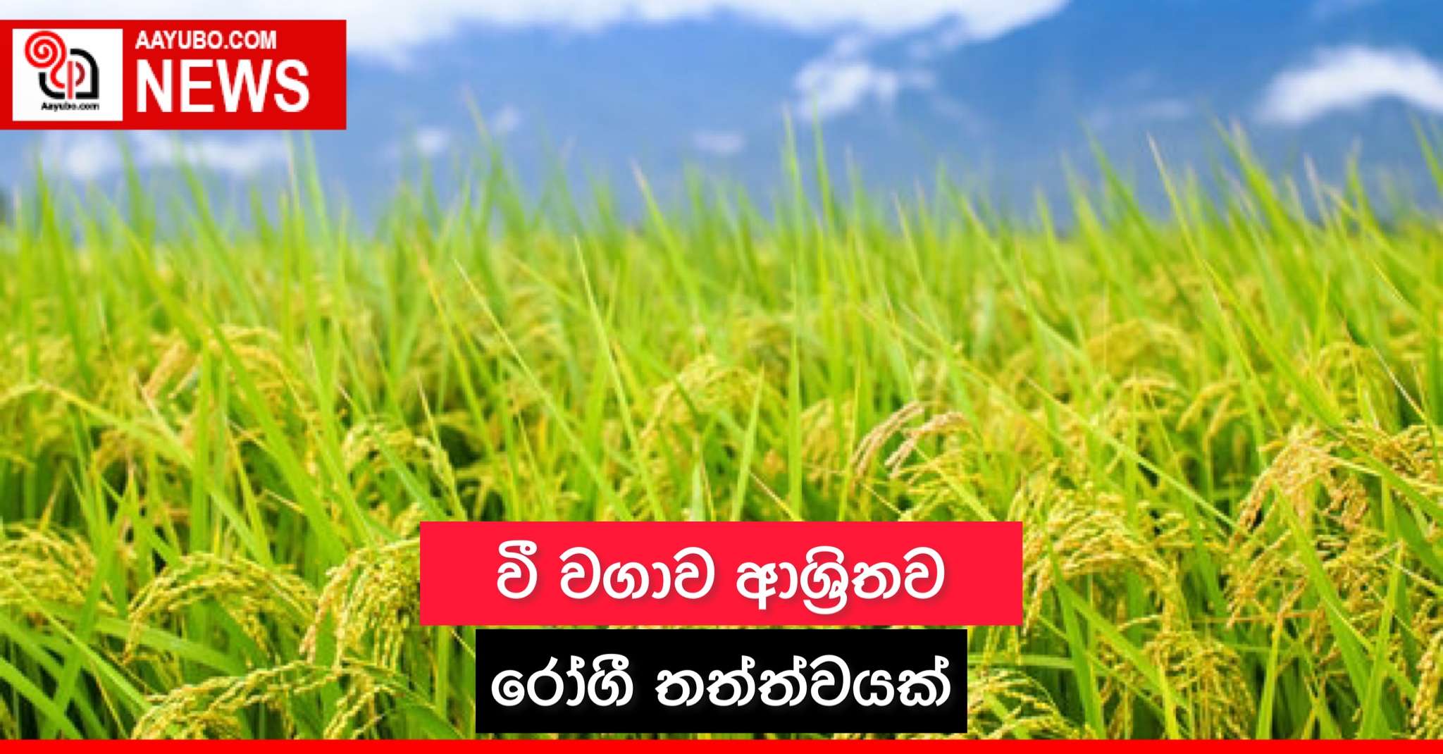 වී වගාව ආශ්‍රිතව රෝගී තත්ත්වයක්
