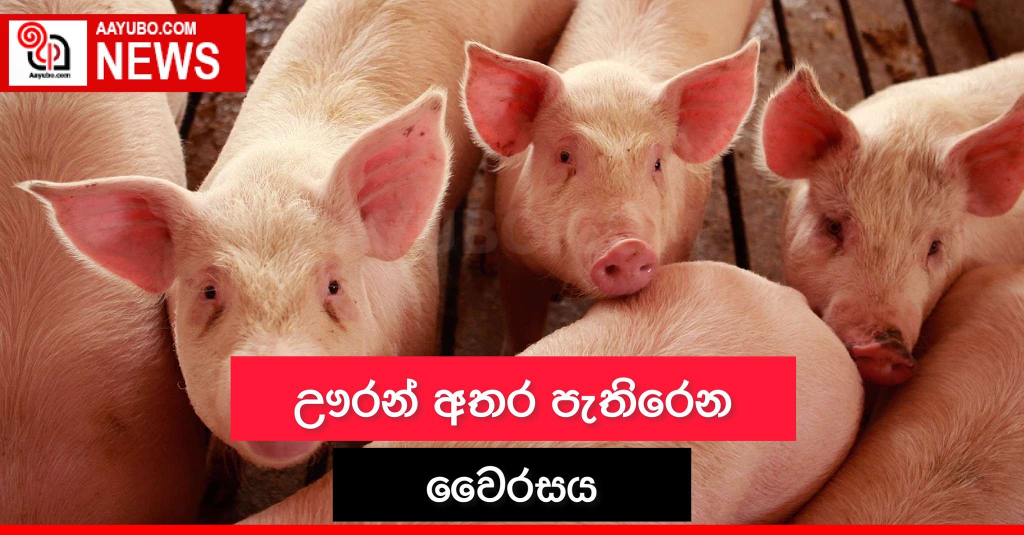 ඌරන් අතර පැතිරෙන වෛරසය