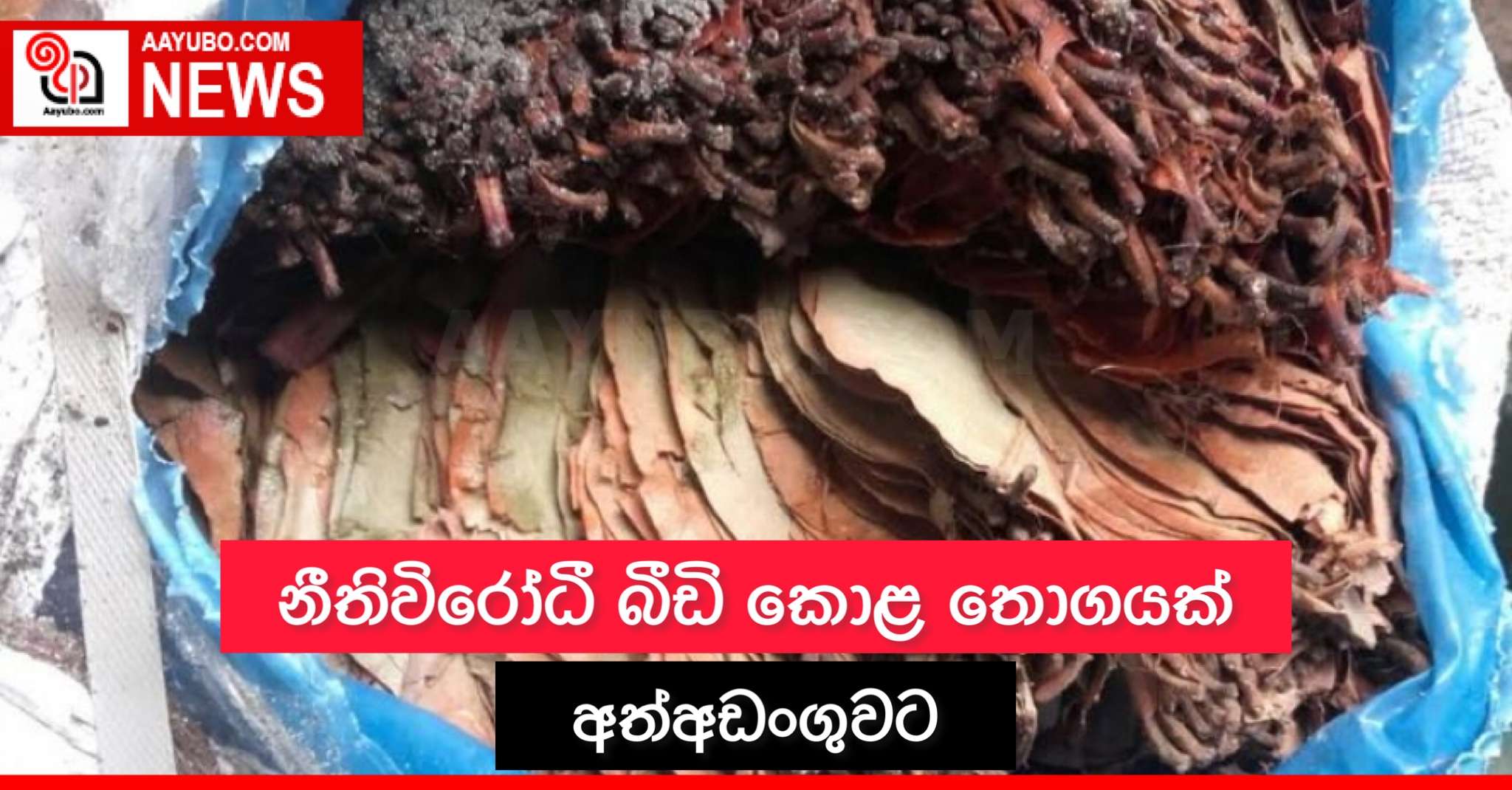 නීතිවිරෝධී බීඩි කොළ තොගයක් අත්අඩංගුවට