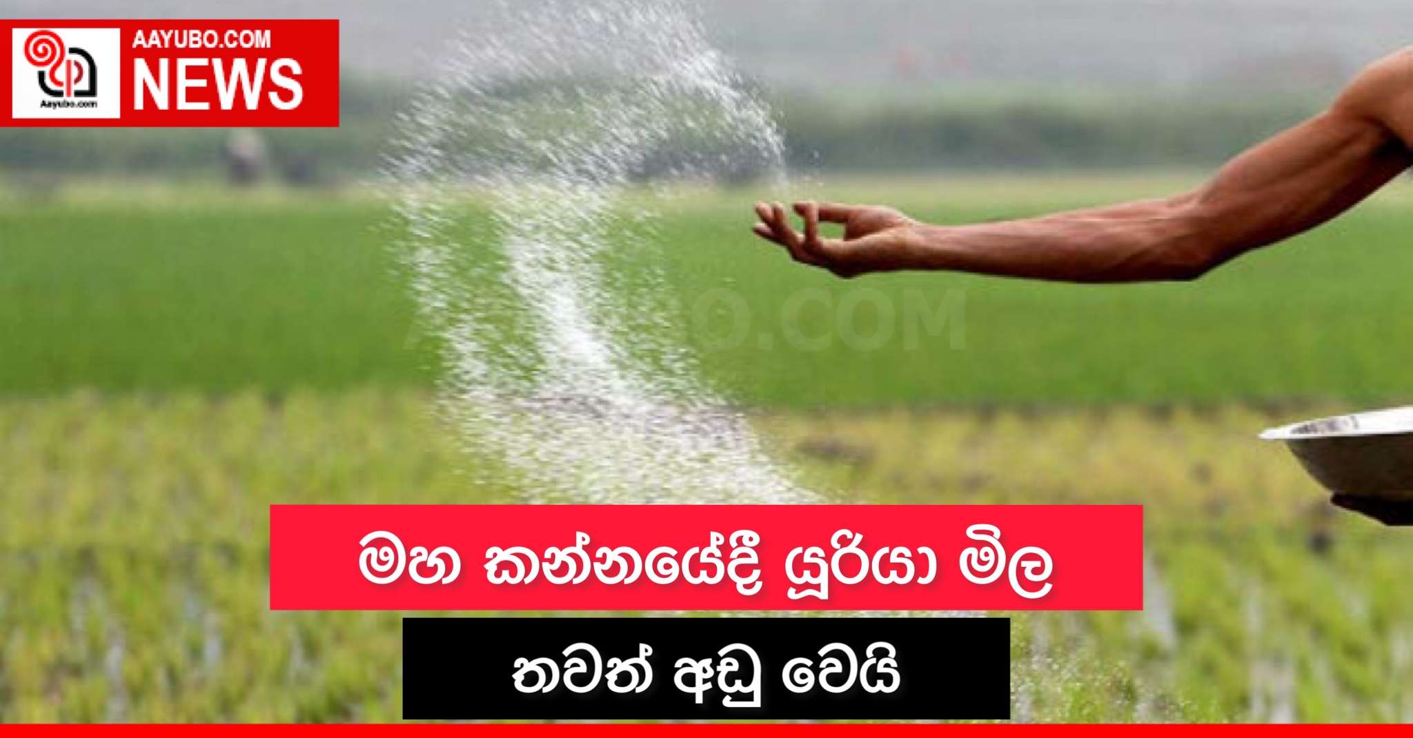 මහ කන්නයේදී යූරියා මිල තවත් අඩු වෙයි 
