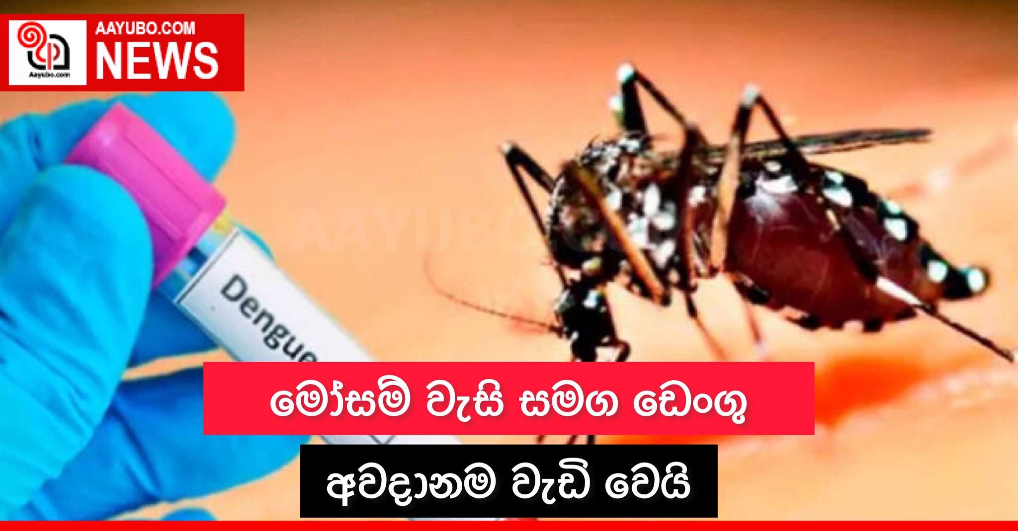 මෝසම් වැසි සමඟ ඩෙංගු අවදානම වැඩි වෙයි