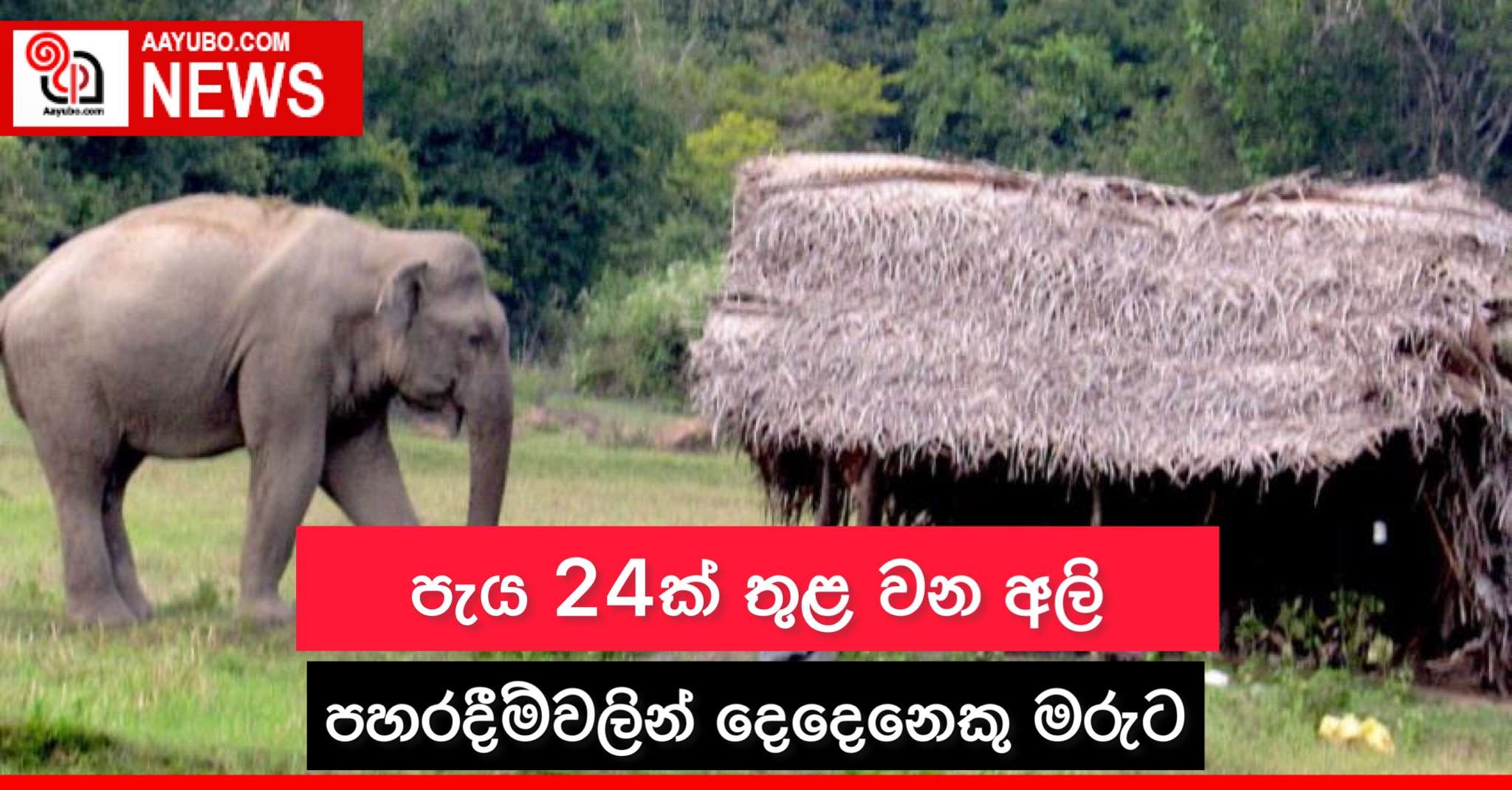 පැය 24ක් තුළ වන අලි පහරදීම්වලින් දෙදෙනෙකු මරුට