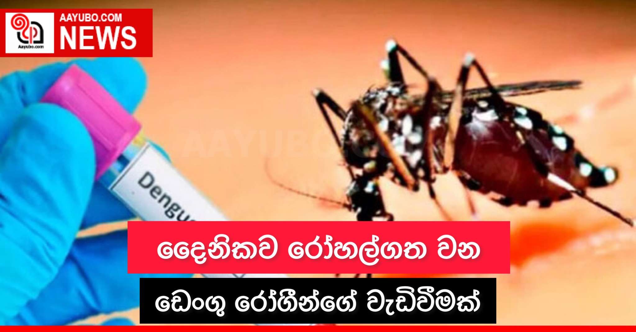 දෛනිකව රෝහල්ගත වන ඩෙංගු රෝගීන්ගේ වැඩිවීමක්