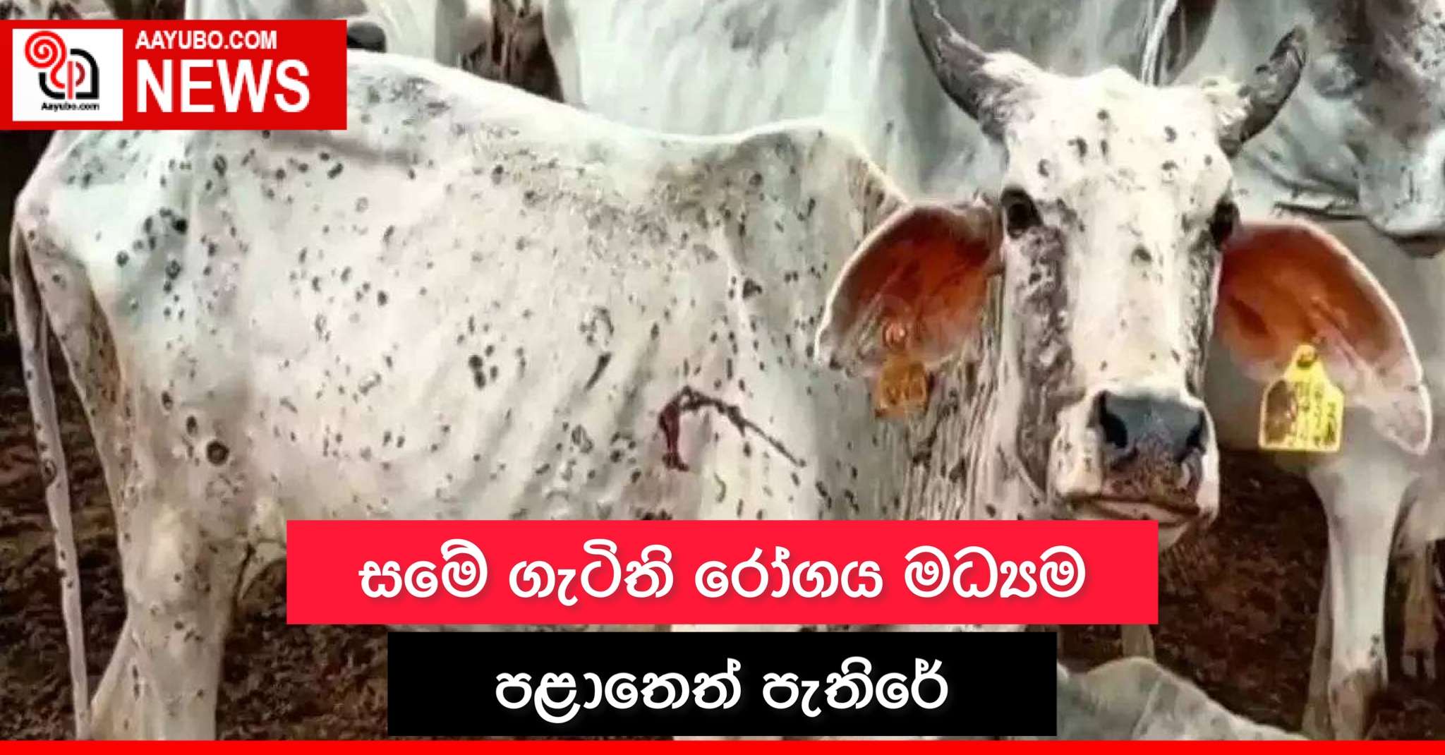 සමේ ගැටිති සහිත රෝගය මධ්යම පළාතෙත් පැතිරේ