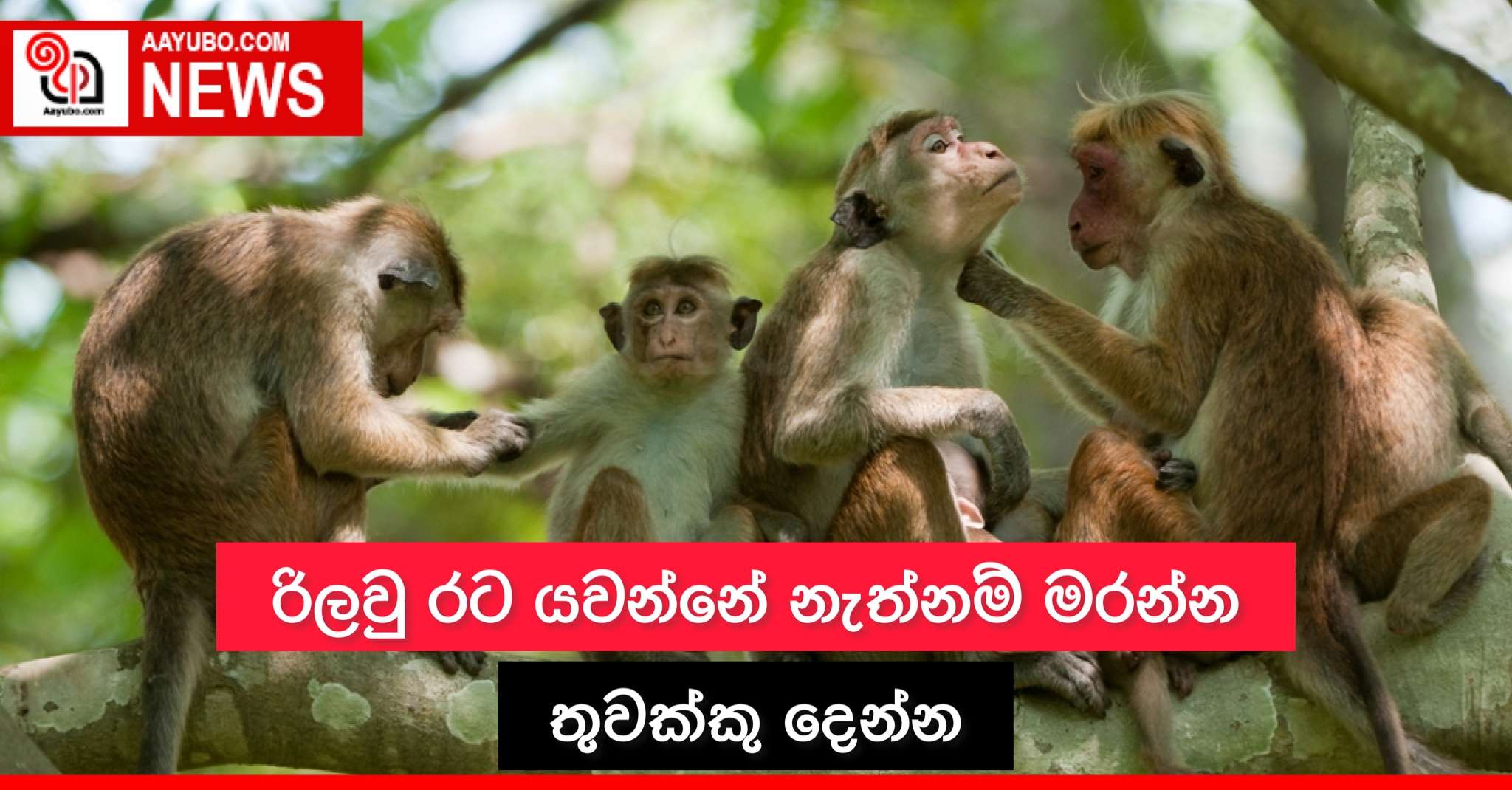 රිලවු රට යවන්නේ නැත්නම් මරන්න තුවක්කු දෙන්න