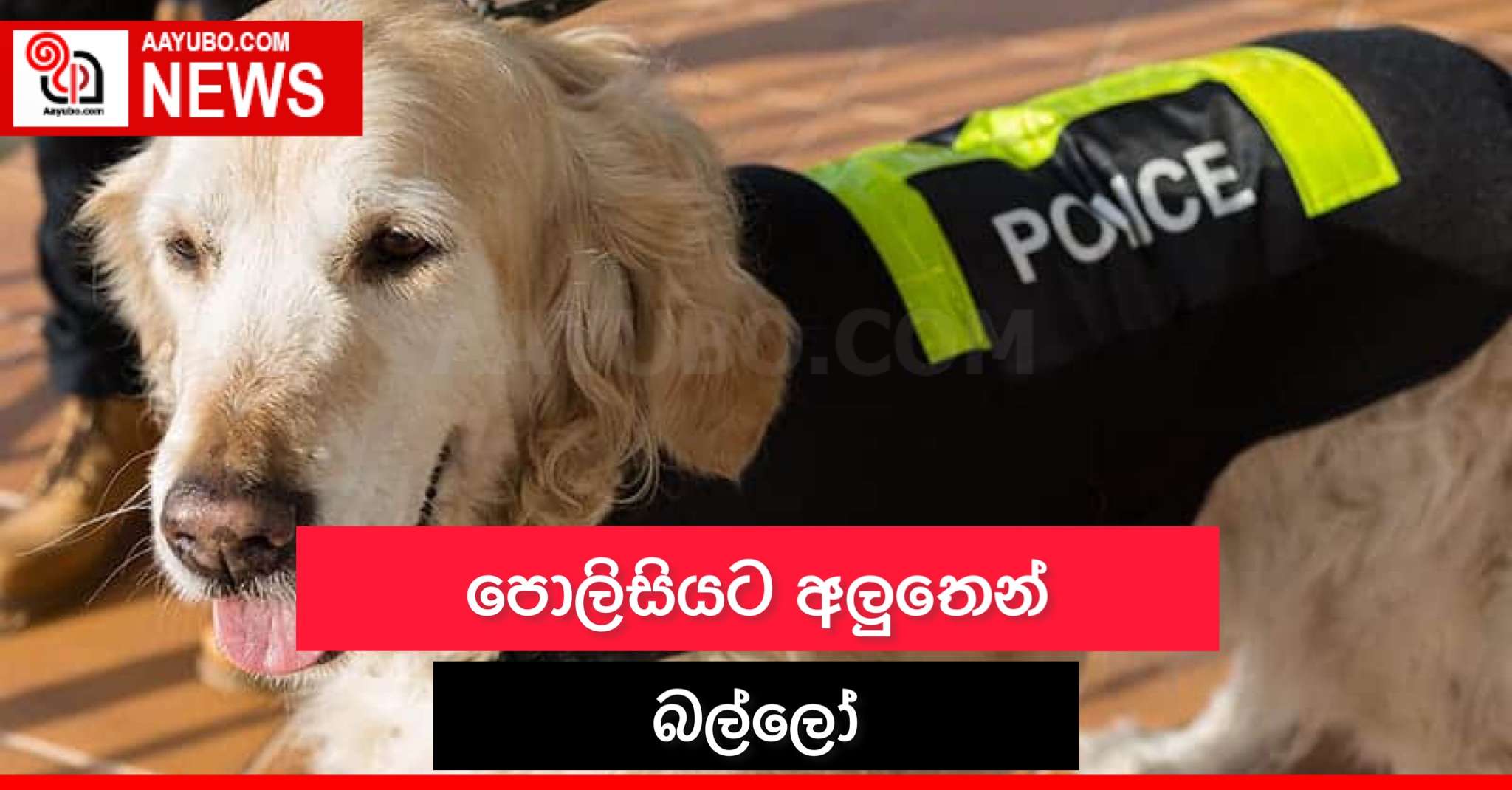 පොලිසියට අලුතෙන් බල්ලෝ