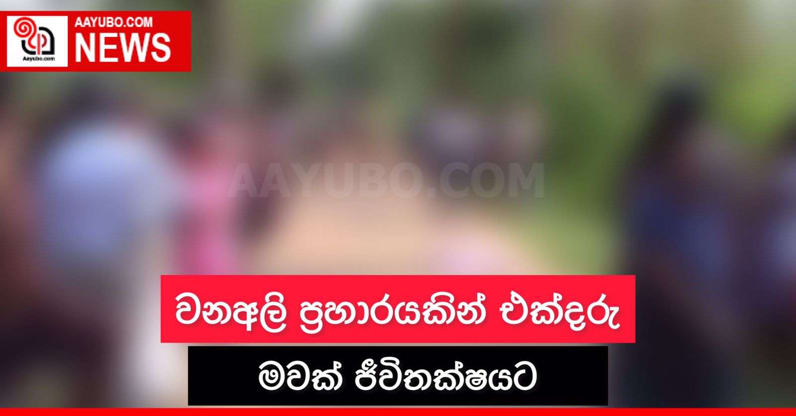 වනඅලි ප්‍රහාරයකින් එක්දරු මවක් ජීවිතක්ෂයට