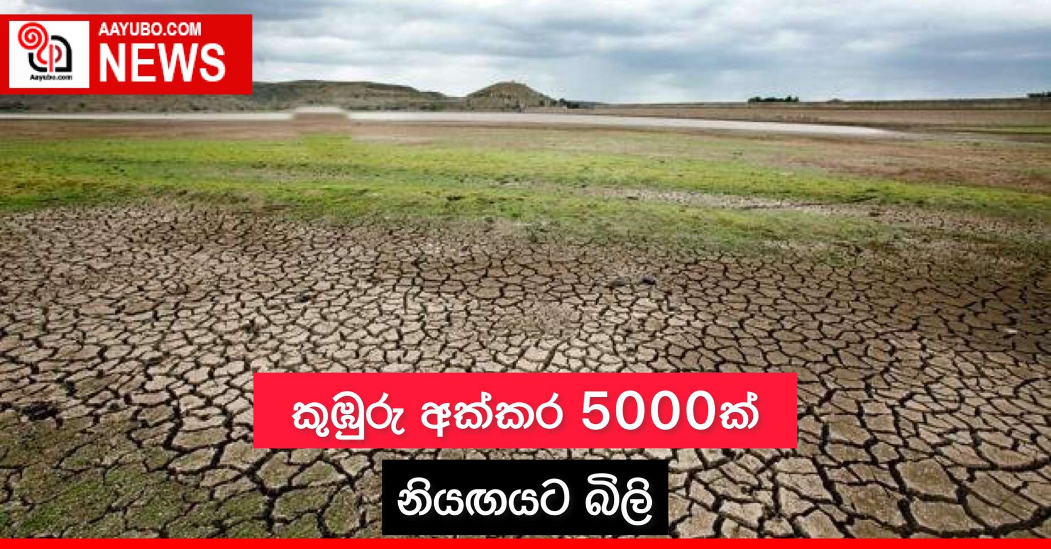 කුඹුරු අක්කර 5000ක් නියඟයට බිලි
