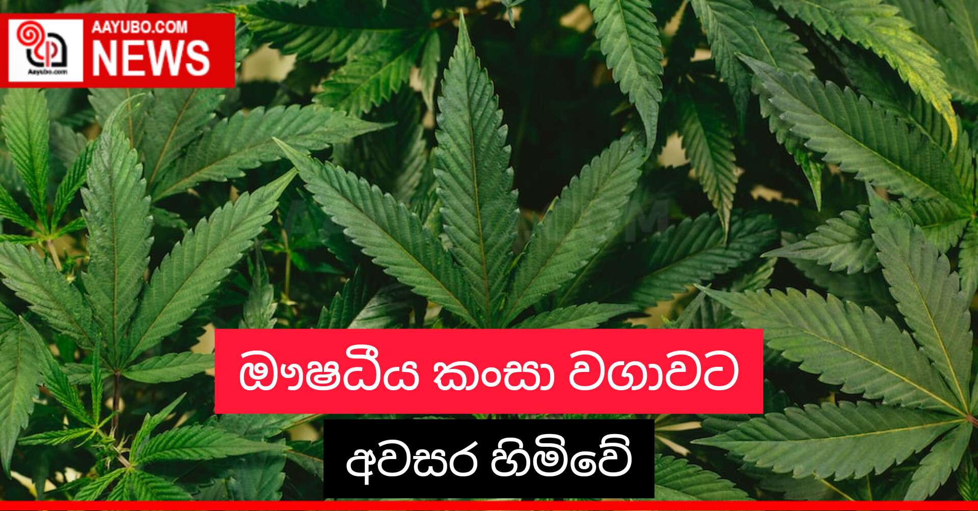 ඖෂධීය කංසා වගාවට අවසර හිමිවේ