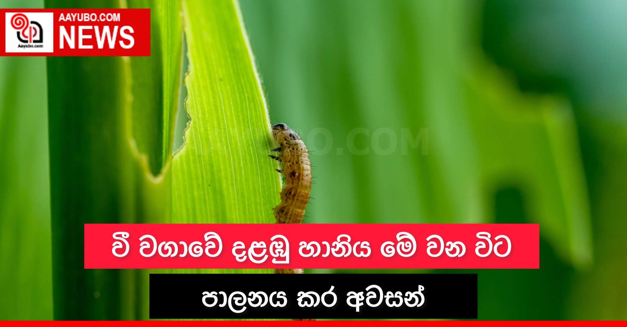 වී වගවේ දළඹු හානිය මේ වන විට පාලනය කර අවසන්