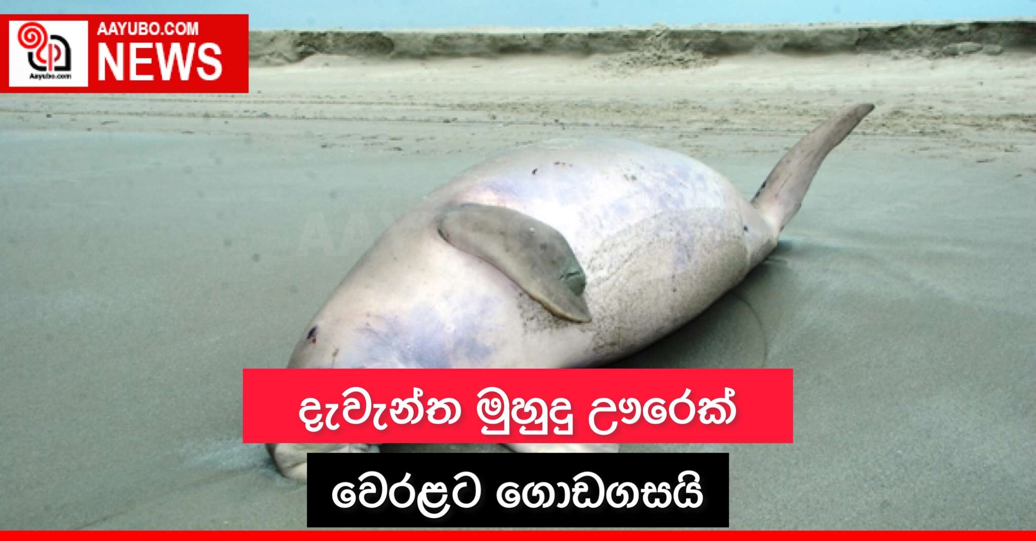 දැවන්ත මුහුදු ඌරෙක් වෙරළට ගොඩගසයි 