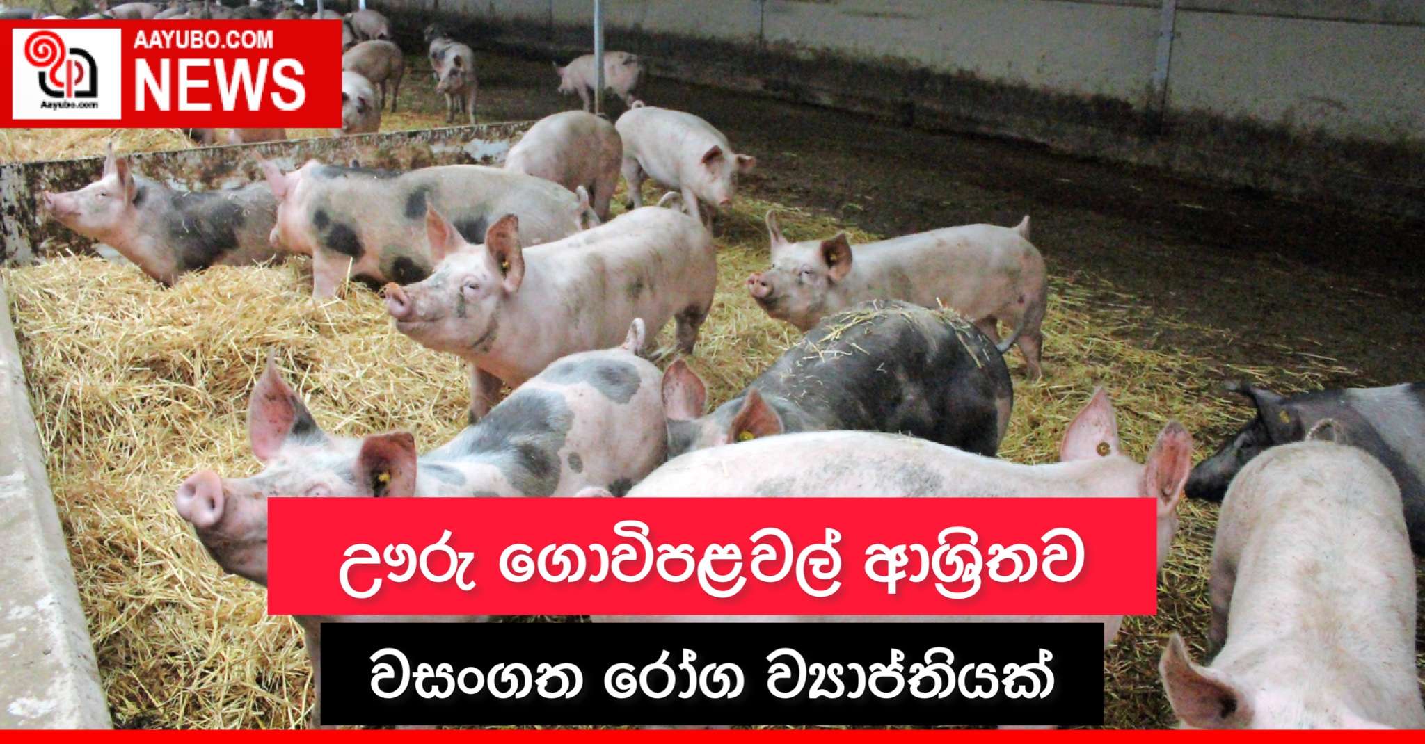 ඌරු ගොවිපළවල් ආශ්‍රිතව වසංගත රෝග ව්‍යාප්තියක්
