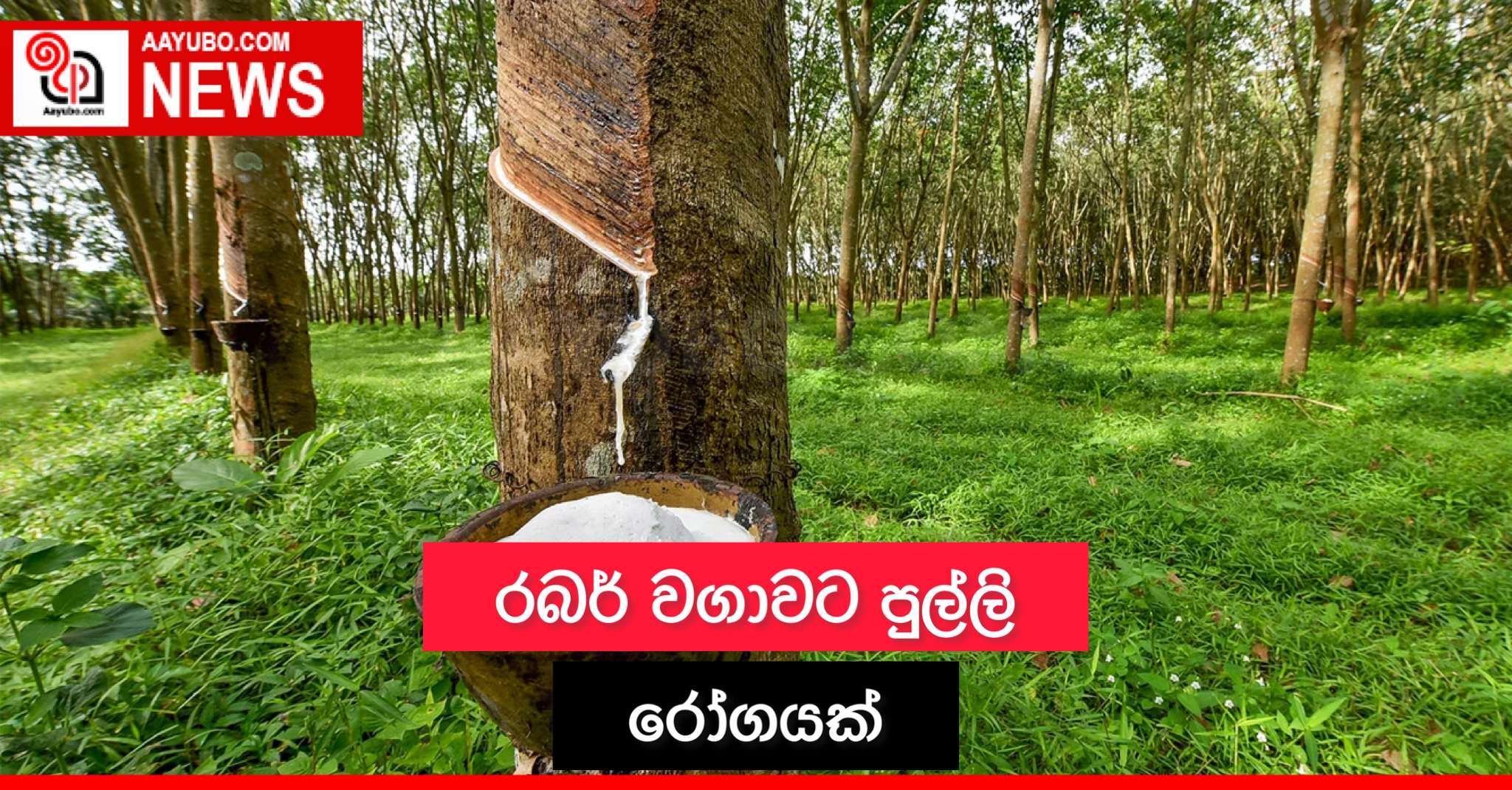 රබර් වගාවට පුල්ලි රෝගයක්