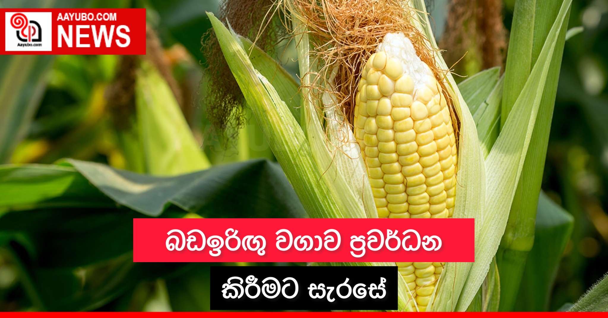 බඩඉරිඟු වගාව ප්‍රවර්ධනය කිරීමට සැරසේ