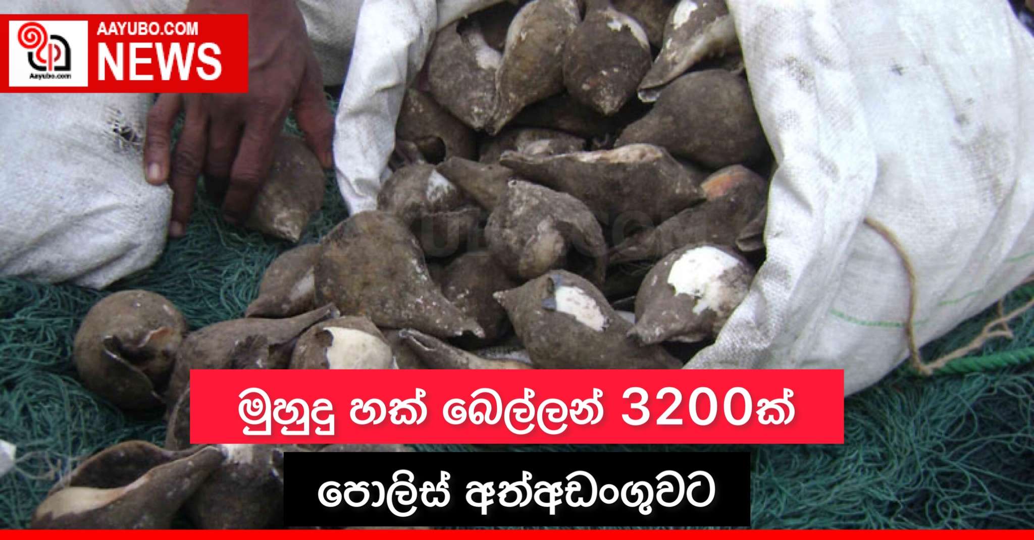මුහුදු හක් බෙල්ලන් 3200ක් පොලිස් අත්අඩංගුවට