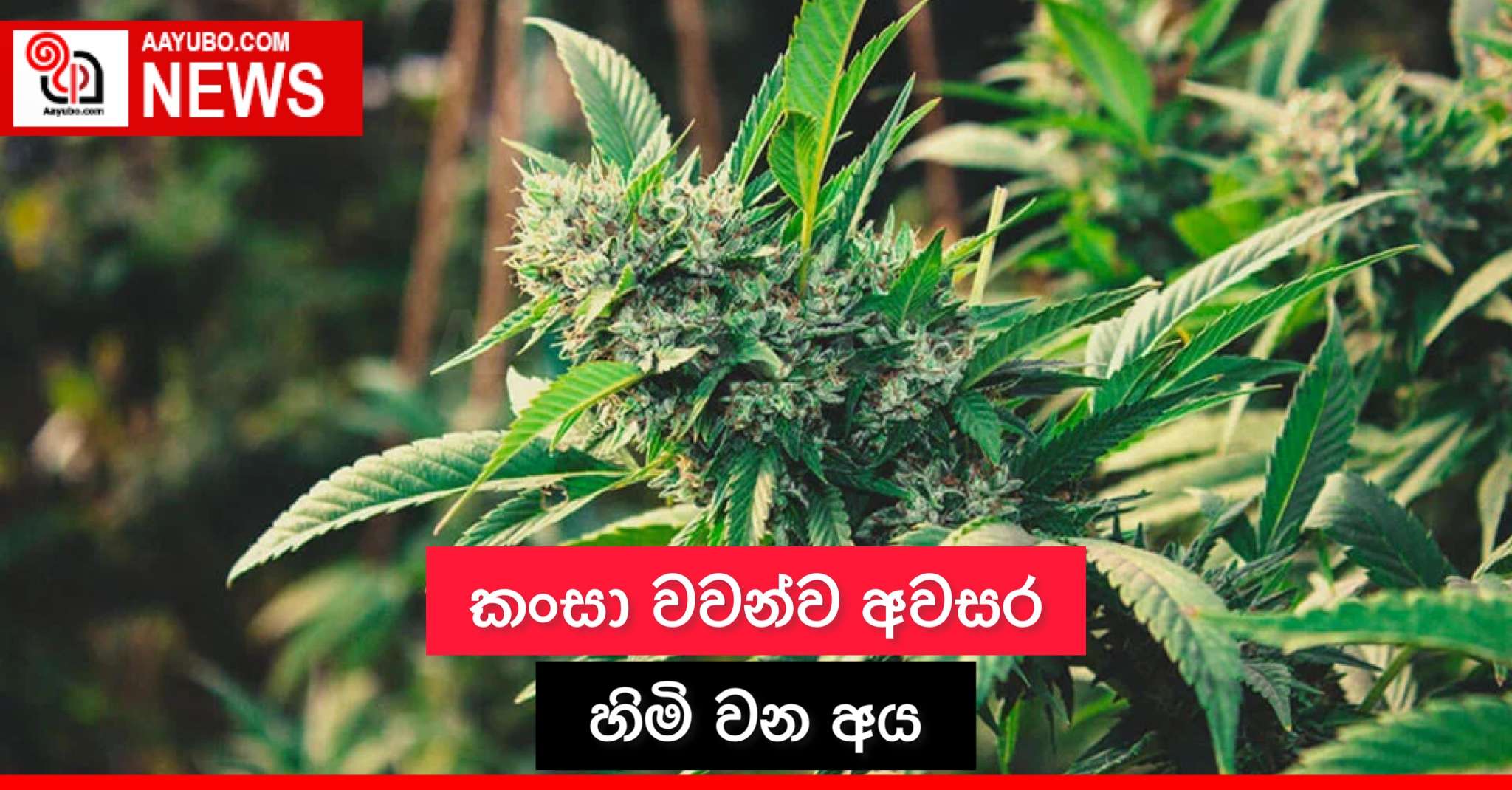 කංසා වවන්න අවසර හිමි වන අය